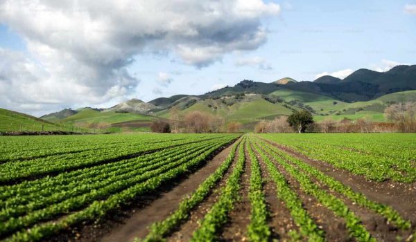 Agricultural Landscape